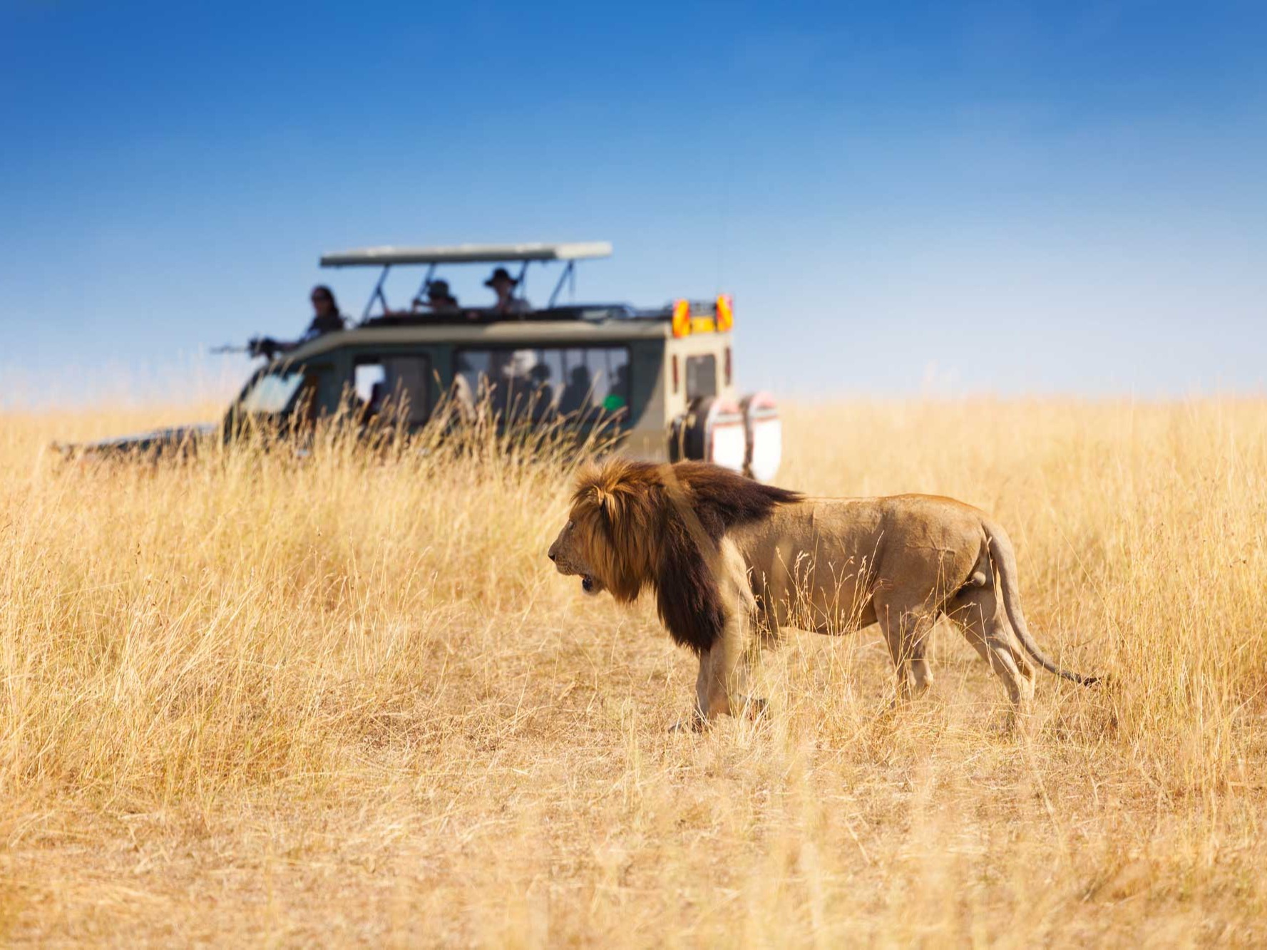 Touroperator Diani, Safari-Anbieter